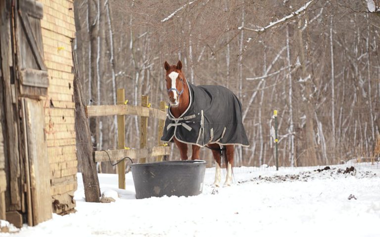 Trinkgewohnheiten von Pferden im Winter