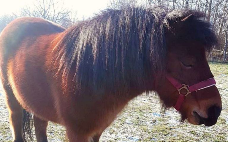 Gesucht: Shetlandpony Seppel