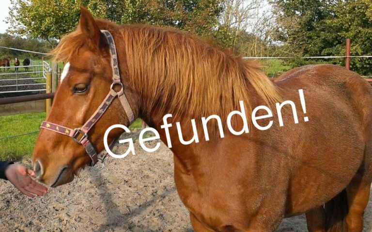 Gesucht: Fuchsstute Sunfire