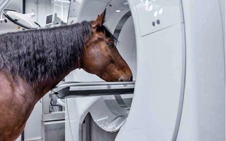 Computertomographie bei Pferden