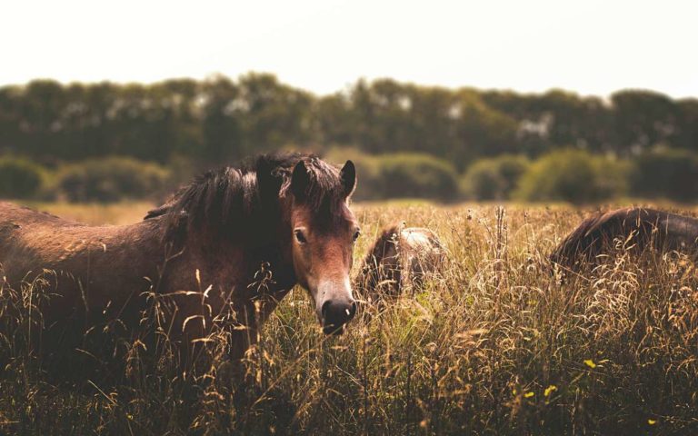 Allergie bei Pferden: Symptome und Behandlung