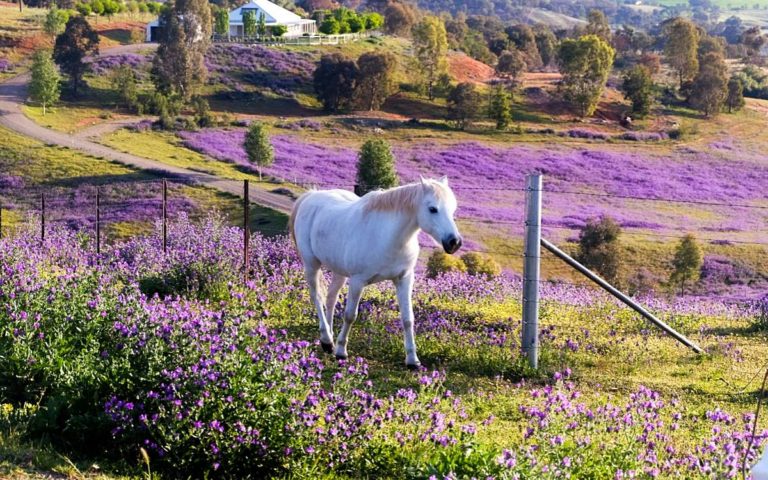 Blumen verschicken – an Pferde? Tipps für Begrünung am Stallgelände