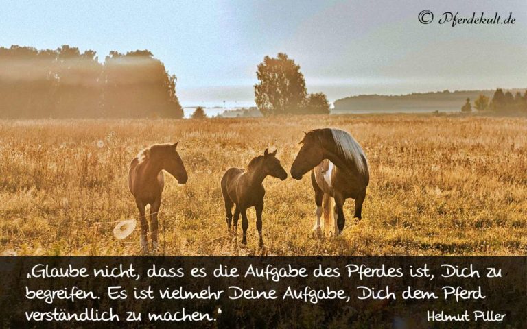 Glaube nicht, dass es die Aufgabe des Pferdes ist…