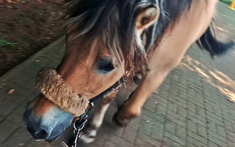 Gesucht: Norweger-Wallach Fritz