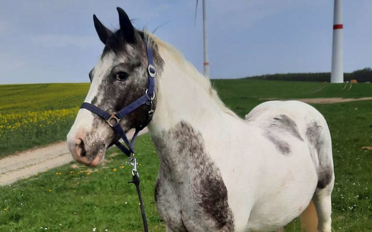 Gesucht: Scheckstute Cheyenne