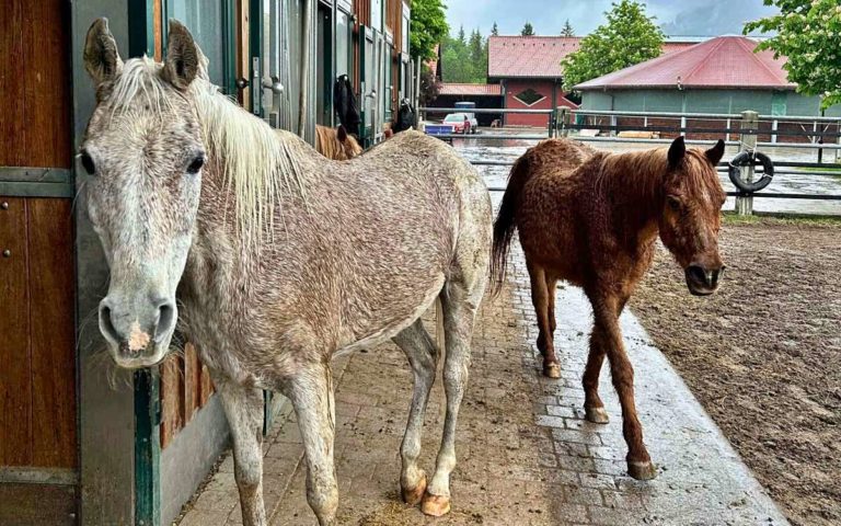 Ältere Pferde brauchen spezielle Pflege