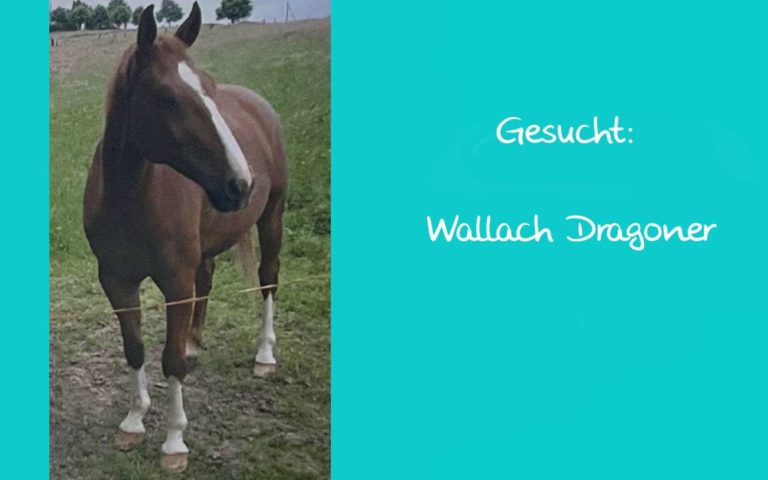 Gesucht: Wallach Dragoner