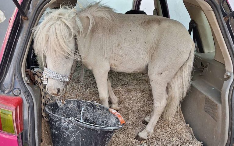 So nicht! Pony im Kofferraum transportiert